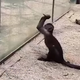 Image for article titled Repent, ye sinners: The monkeys are coming for us all